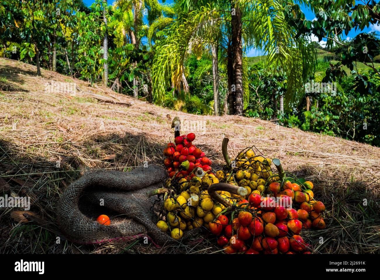 Freshly harvested bunches of chontaduro (peach palm) fruits are seen lying on the ground on a farm near El Tambo, Cauca, Colombia. Stock Photo