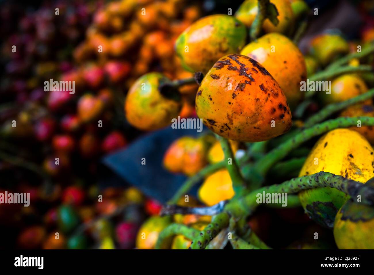 Bunches of chontaduro (peach palm) fruits are seen loaded inside a cargo truck in a processing facility in Cali, Valle del Cauca, Colombia. Stock Photo