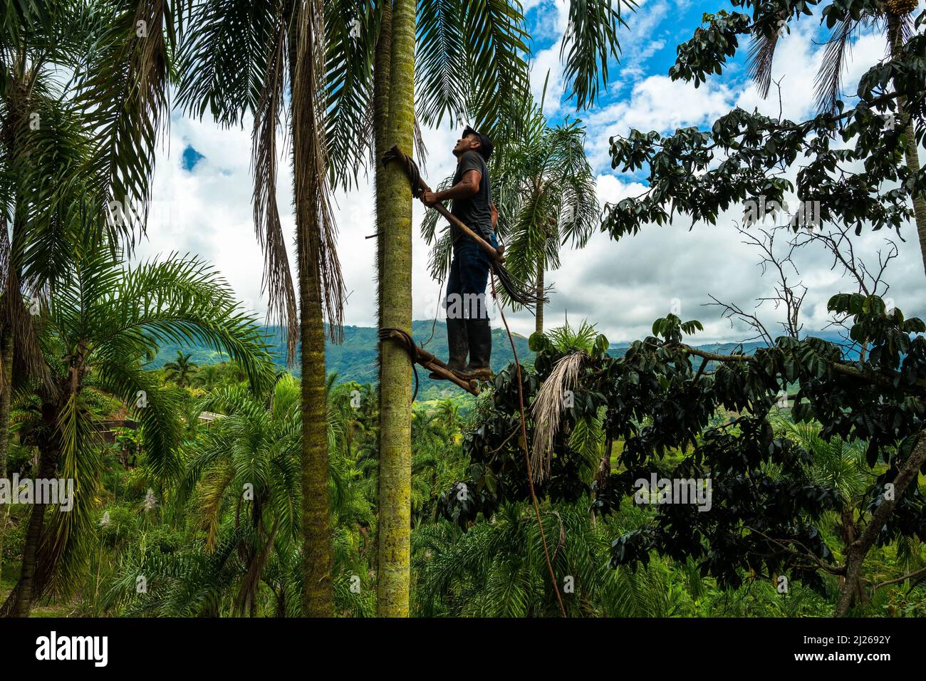 A Colombian farmer climbs a peach palm tree, employing the traditional marota scaffold, on a farm near El Tambo, Cauca, Colombia. Stock Photo