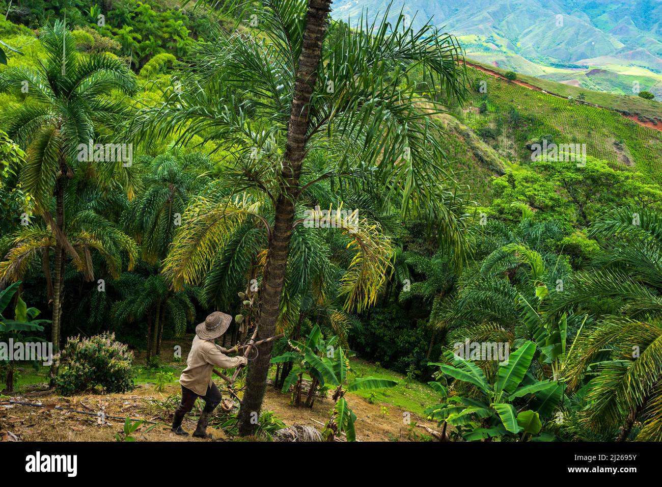 A Colombian farmer climbs a peach palm tree, employing the traditional marota scaffold, on a farm near El Tambo, Cauca, Colombia. Stock Photo