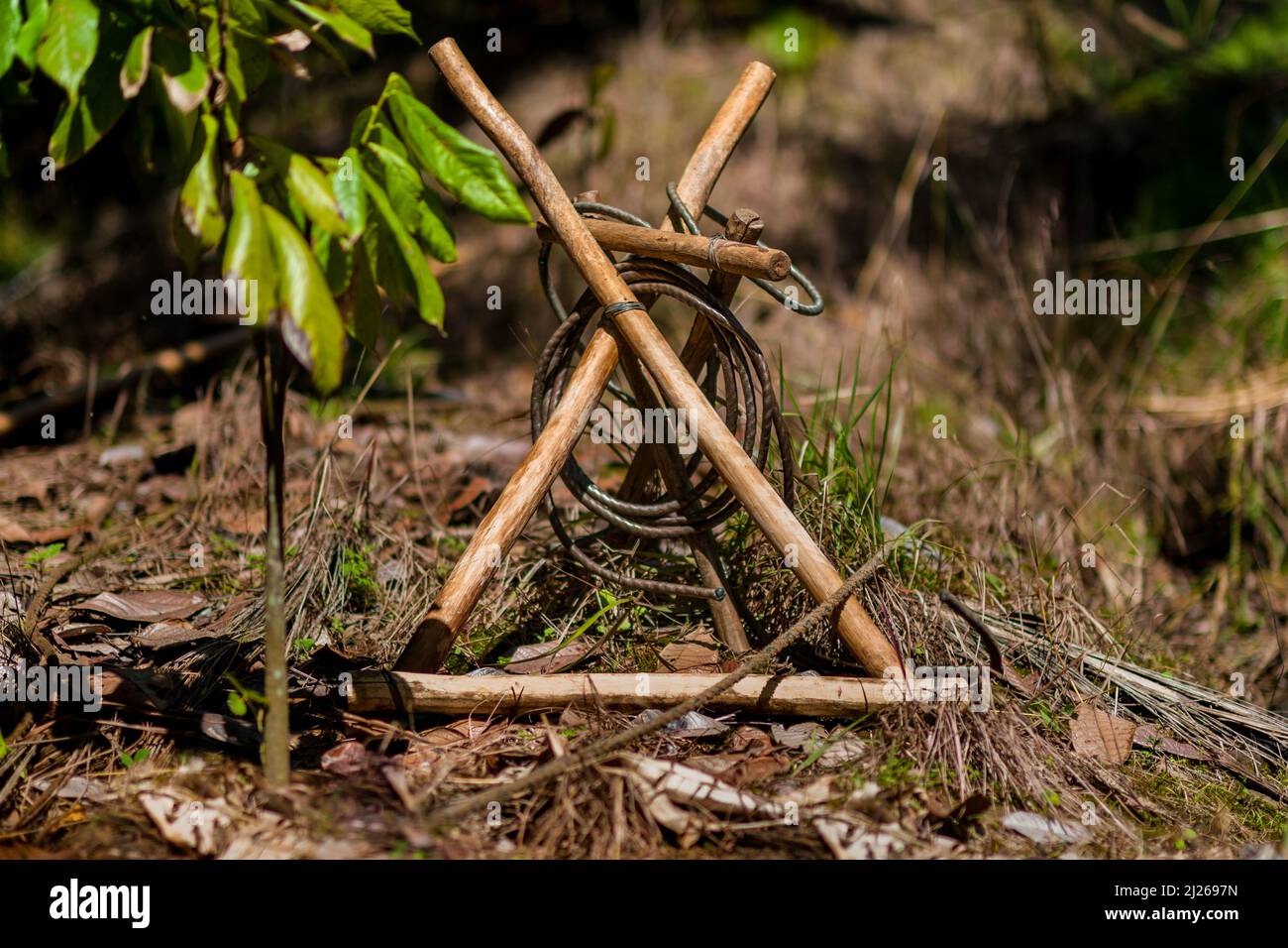 A traditional marota climbing scaffold is seen lying on the ground on a farm near El Tambo, Cauca, Colombia. Stock Photo