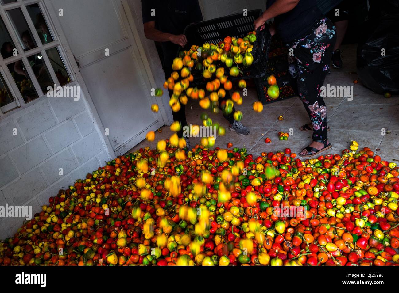 Colombian workers throw chontaduro (peach palm) fruits on the floor in a processing facility in Cali, Valle del Cauca, Colombia. Stock Photo