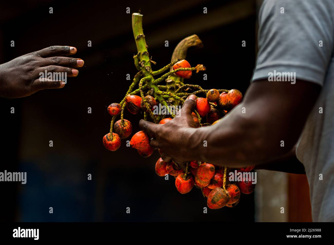 Afro-Colombian workers pass a bunch of chontaduro (peach palm) fruits in a processing facility in Cali, Valle del Cauca, Colombia. Stock Photo