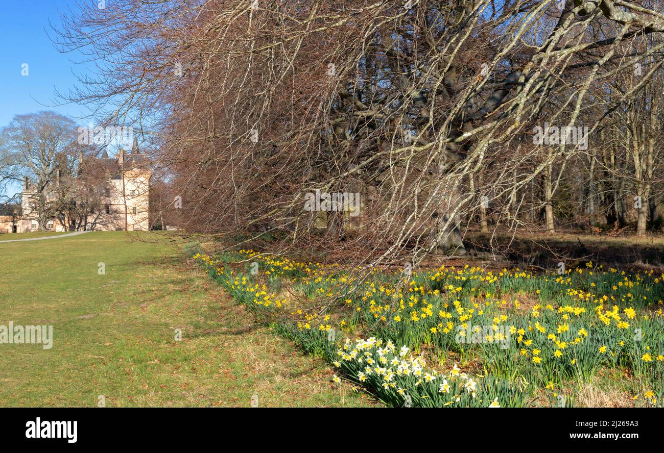 BRODIE CASTLE FORRES MORAY SCOTLAND THE CASTLE GROUNDS BEECH TREES AND