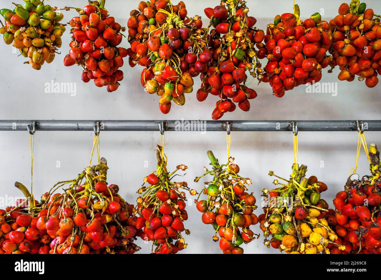Bunches of raw chontaduro (peach palm) fruits are seen hung in a shop in Medellín, Colombia. Stock Photo