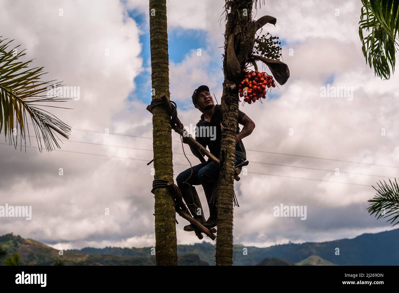 A Colombian farmer, climbing a peach palm tree with the marota scaffold, harvests chontaduro fruits on a farm near El Tambo, Cauca, Colombia. Stock Photo