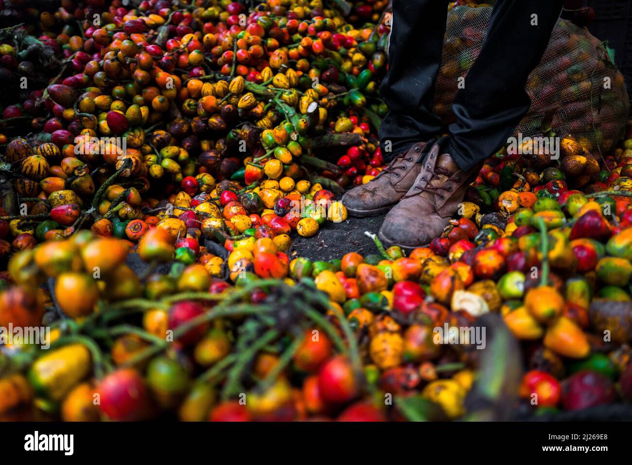 A Colombian worker stands inside a cargo truck, fully loaded with chontaduro (peach palm) fruits, in a processing facility in Cali, Colombia. Stock Photo