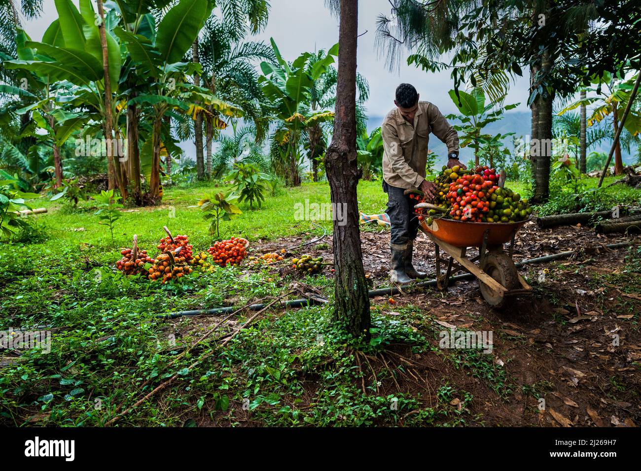 A Colombian farmer loads a wheelbarrow with freshly harvested chontaduro (peach palm) fruits on a farm near El Tambo, Cauca, Colombia. Stock Photo