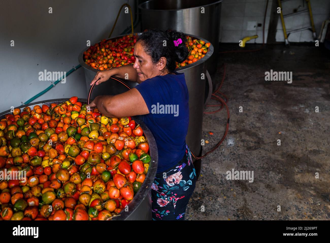 An Afro-Colombian worker adds water into the cooking barrels, fully loaded with chontaduro fruits, in a processing facility in Cali, Colombia. Stock Photo