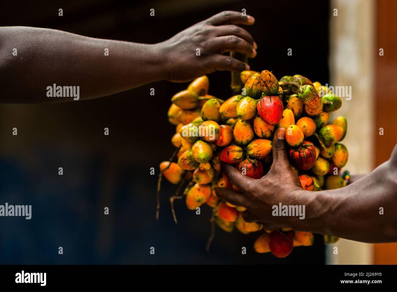 Hands of Afro-Colombian workers are seen holding a bunch of chontaduro (peach palm) fruits in a processing facility in Cali, Valle del Cauca, Colombia. Stock Photo