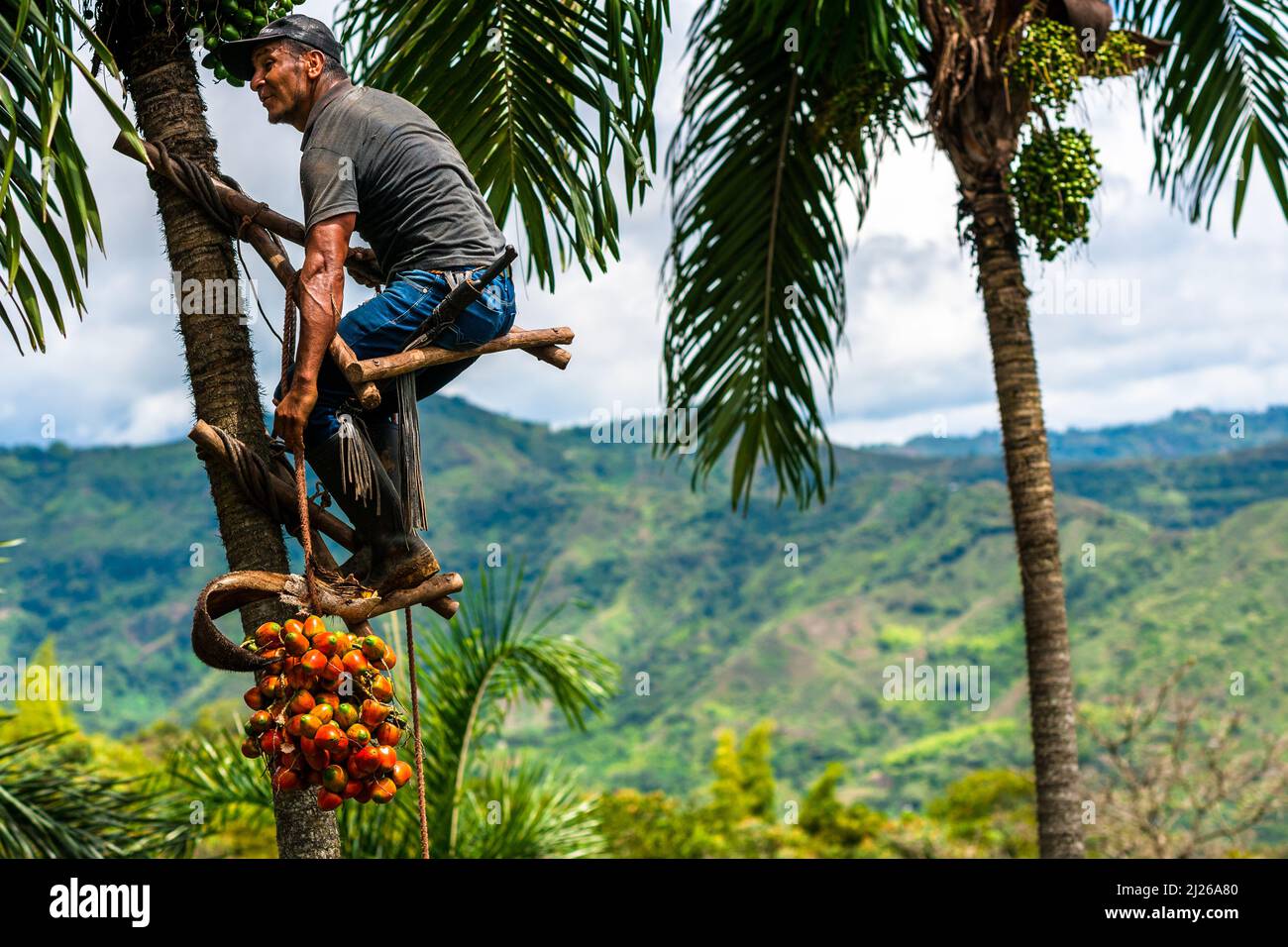 A Colombian farmer, climbing a peach palm tree, lowers a bunch of harvested chontaduro fruits on a farm near El Tambo, Cauca, Colombia. Stock Photo