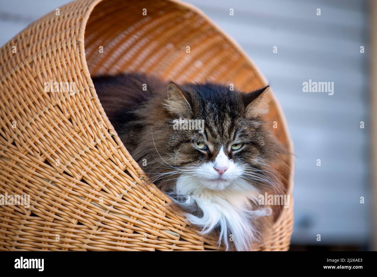 beautiful fluffy cat on his tower at home Stock Photo Alamy