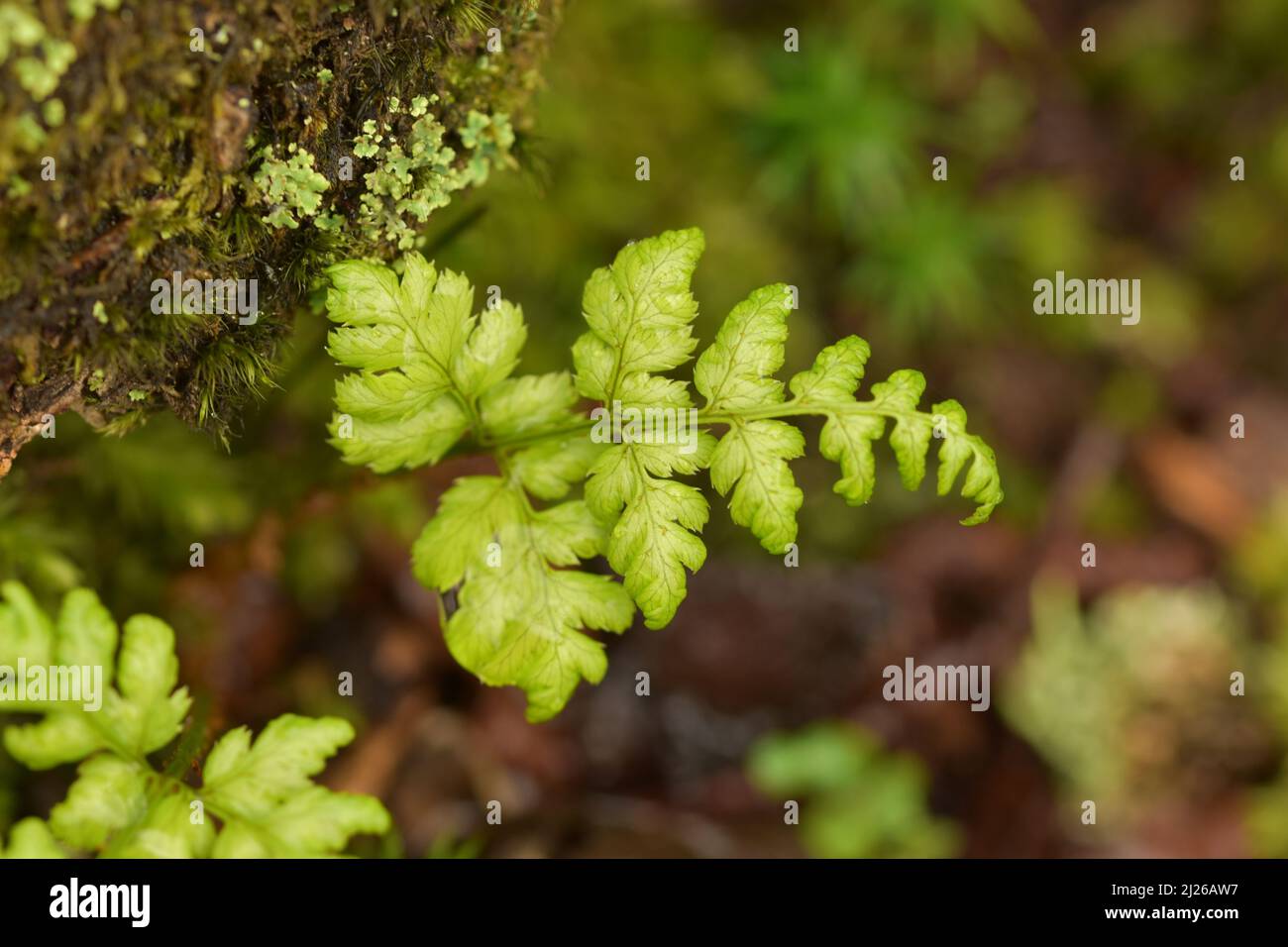 Black spleenwort Asplenium adiantum-nigrum found growing in the New Forest UK Stock Photo