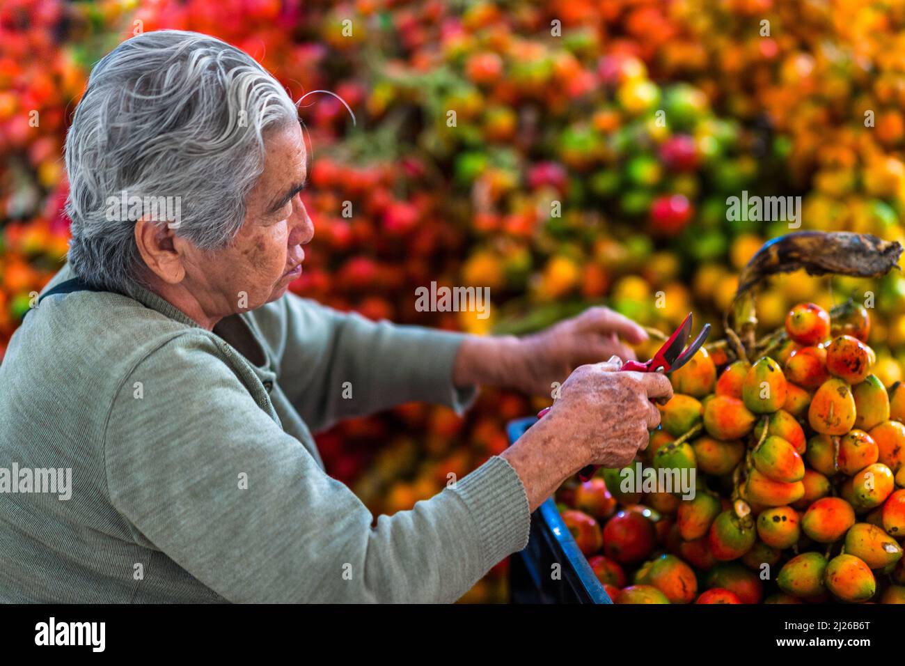 A Colombian woman cuts raw chontaduro (peach palm) fruits from the bunch in a processing facility in Cali, Valle del Cauca, Colombia. Stock Photo