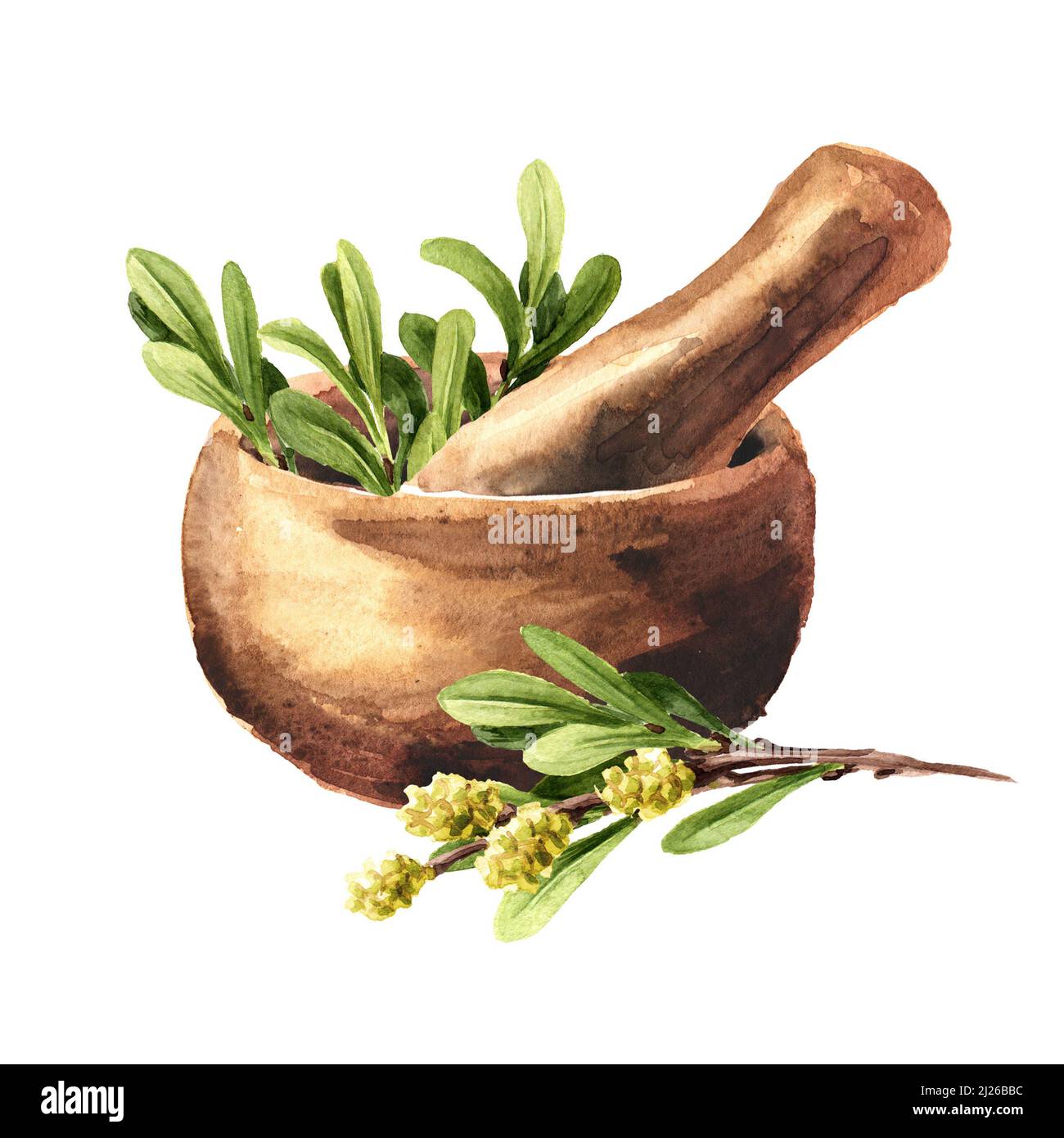 Bog myrtle and mortar. Medicinal  plant. Hand drawn watercolor illustration, isolated on white background Stock Photo