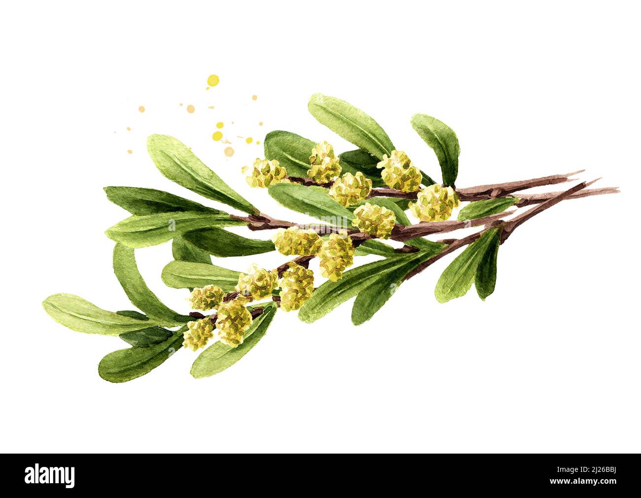 Bog myrtle branch, medicinal  plant. Hand drawn watercolor illustration  isolated on white background Stock Photo