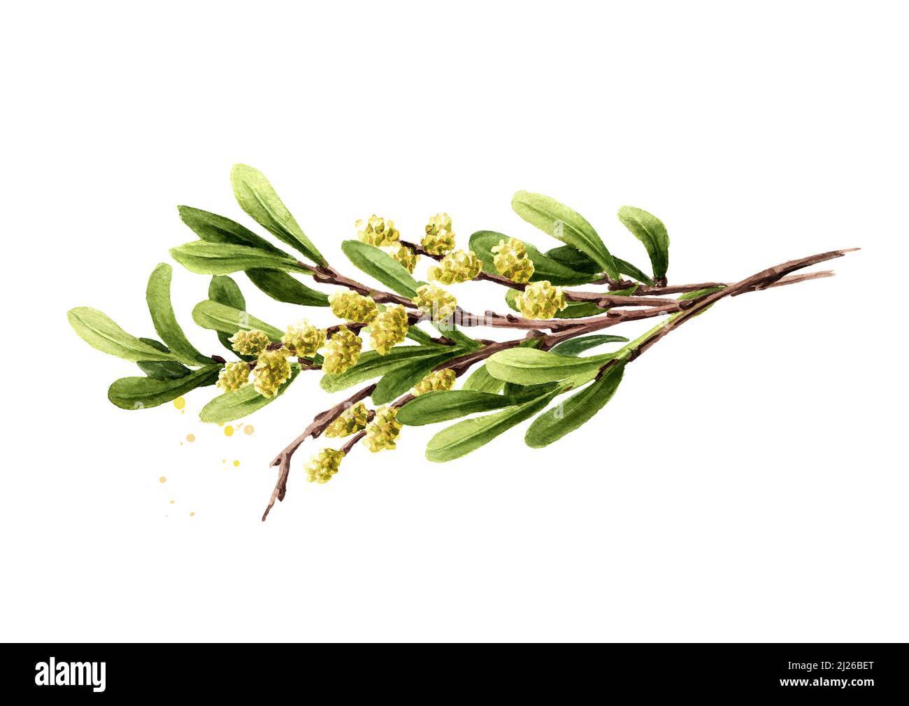 Bog myrtle branch, medicinal  plant. Hand drawn watercolor illustration isolated on white background Stock Photo