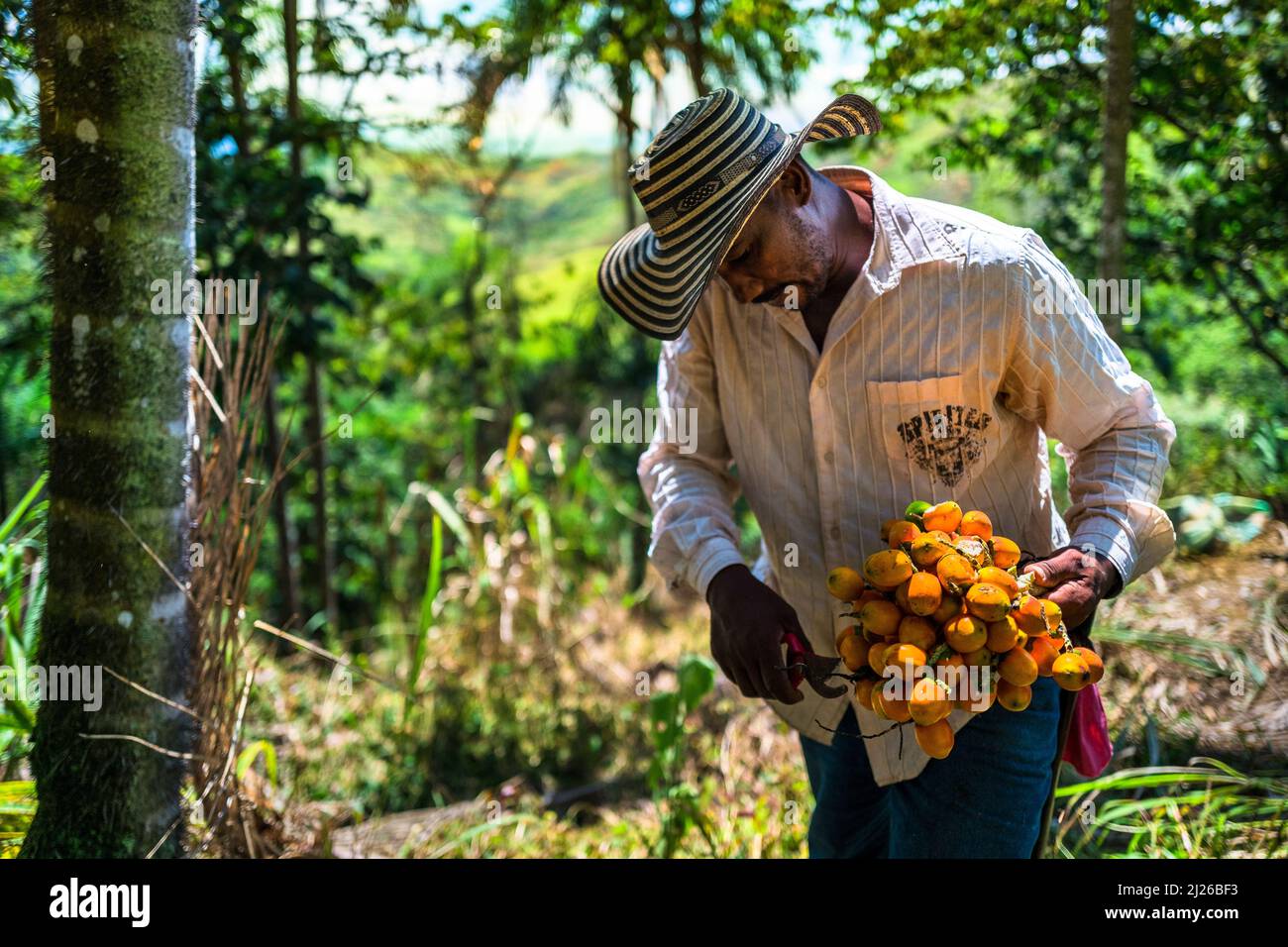 An Afro-Colombian farmer cuts off spoiled chontaduro (peach palm) fruits from the bunch on a farm near El Tambo, Cauca, Colombia. Stock Photo