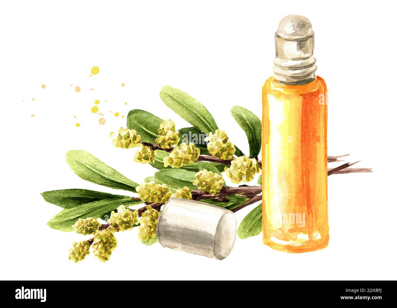 Bog myrtle essential  oil, medicinal plant. Hand drawn watercolor illustration, isolated on white background Stock Photo