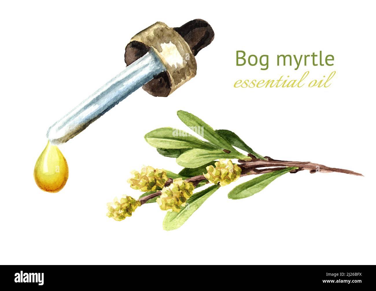 Bog myrtle essential oil drop, medicinal plant. Hand drawn watercolor illustration, isolated on white background Stock Photo
