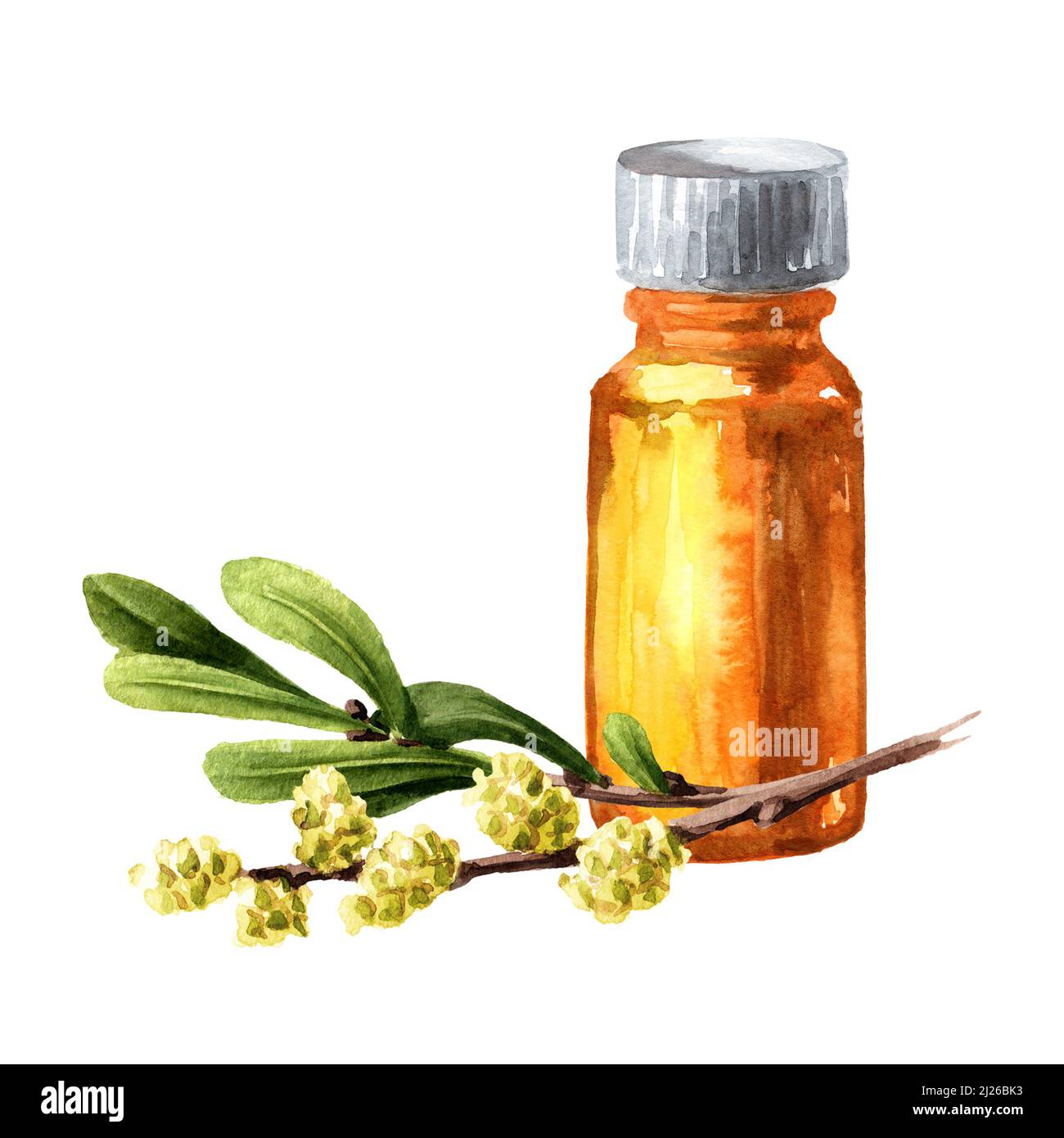 Bog myrtle essential oil, medicinal plant . Hand drawn watercolor illustration, isolated on white background Stock Photo