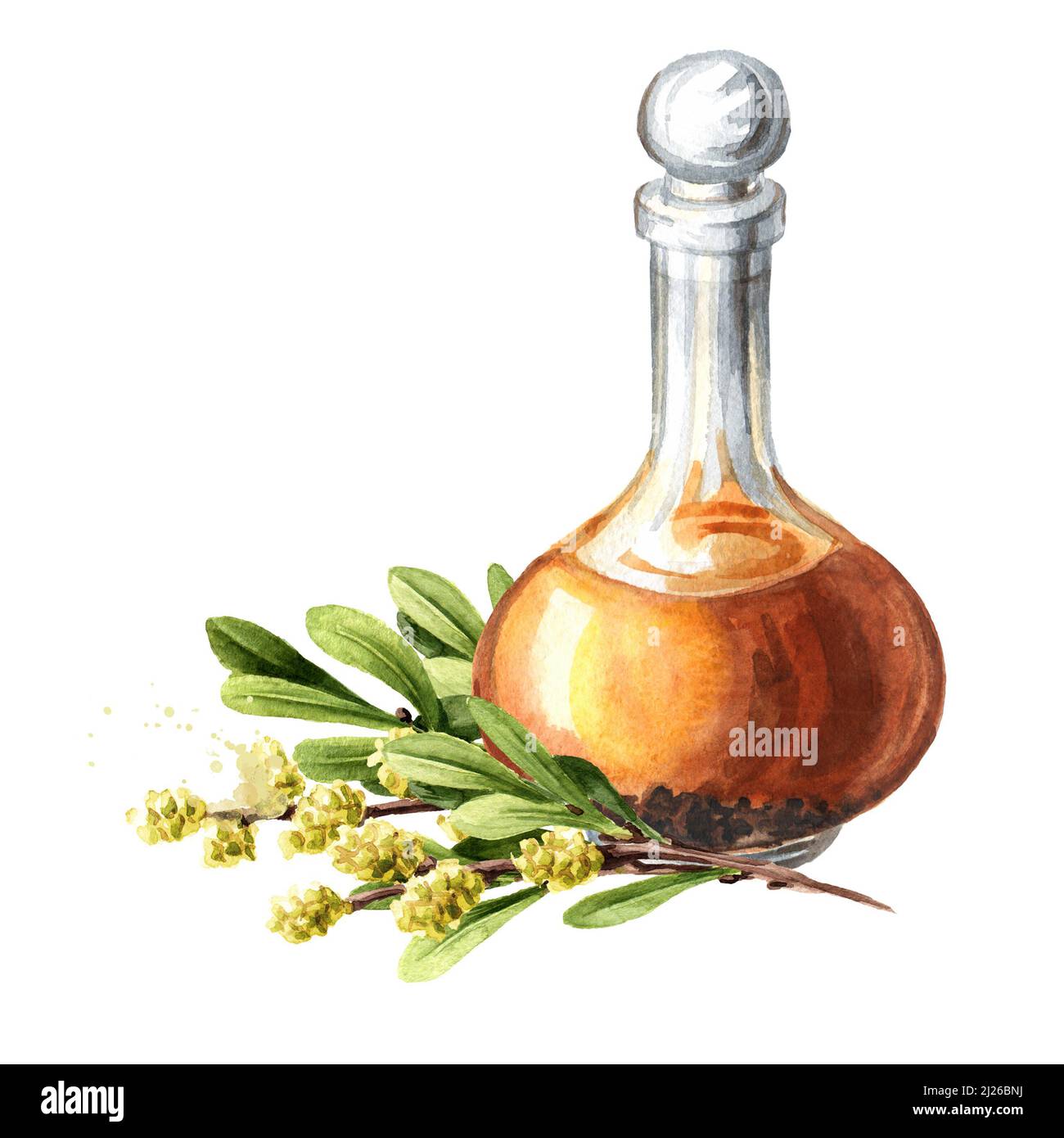 Bog myrtle homemade tincture, medicinal plant. Hand drawn watercolor illustration isolated on white background Stock Photo