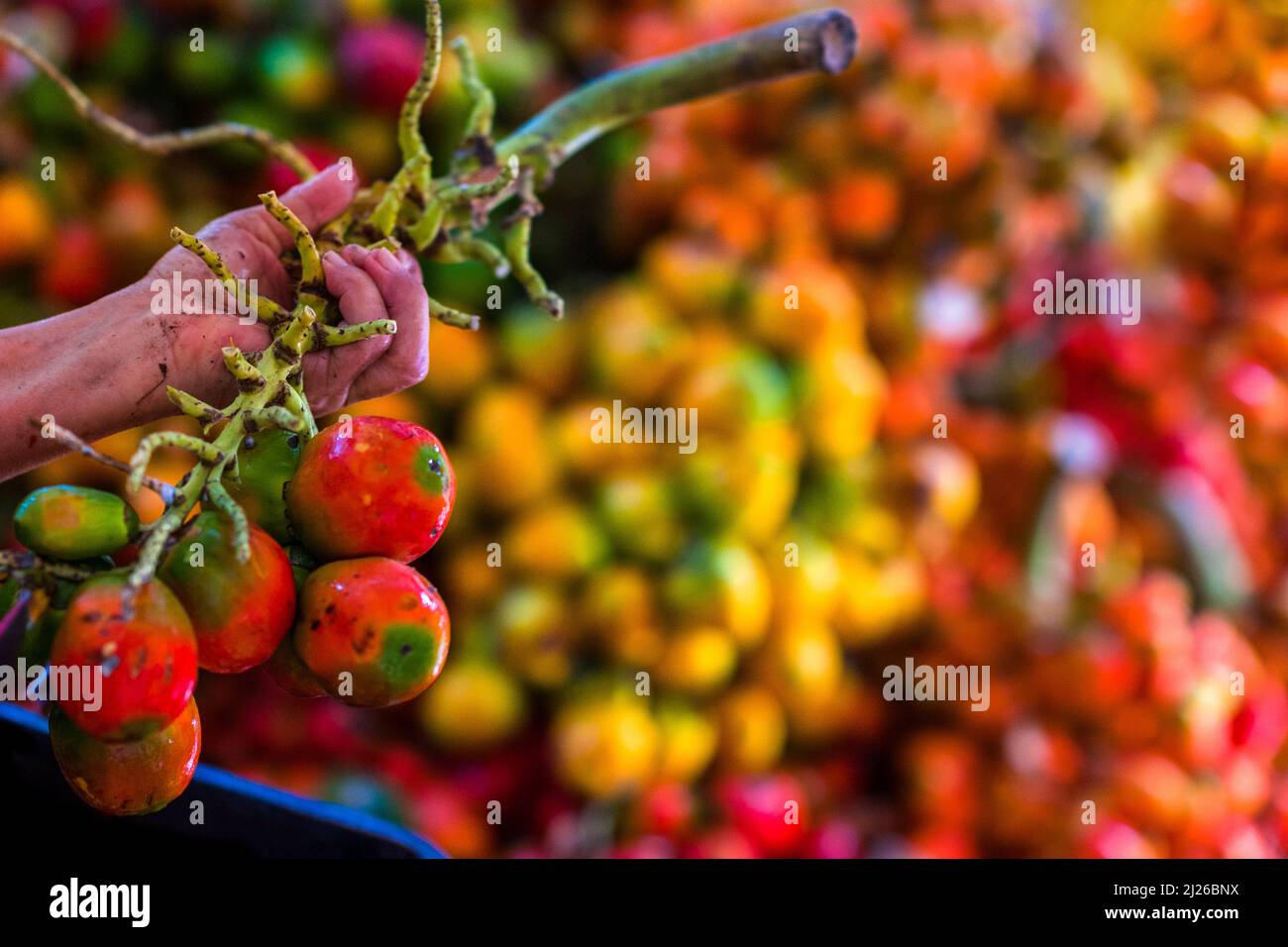 A Colombian woman cuts raw chontaduro (peach palm) fruits from the bunch in a processing facility in Cali, Valle del Cauca, Colombia. Stock Photo