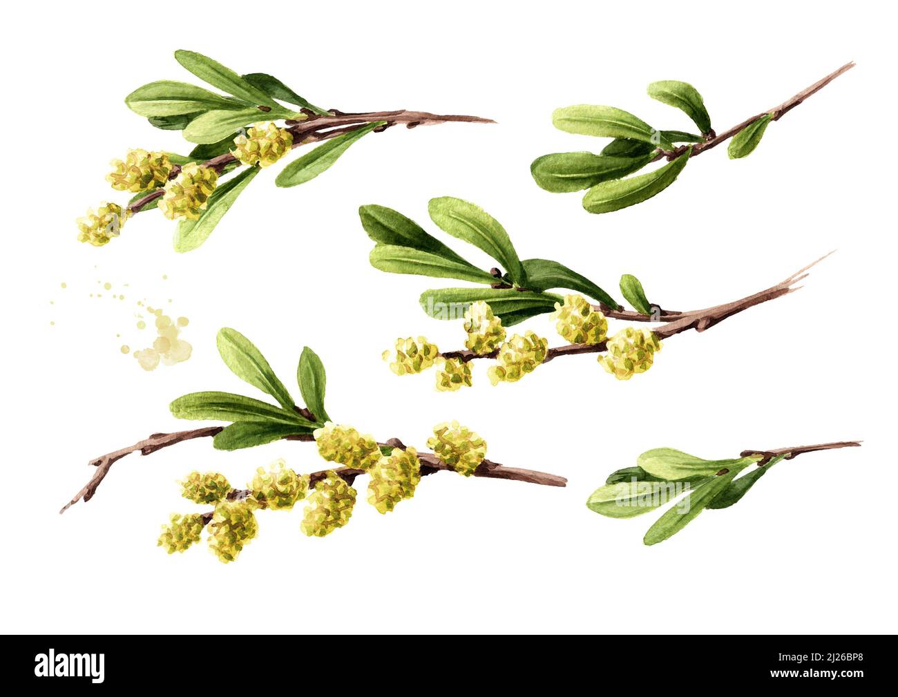 Bog myrtle set, medicinal  plant .  Hand drawn watercolor illustration isolated on white background Stock Photo