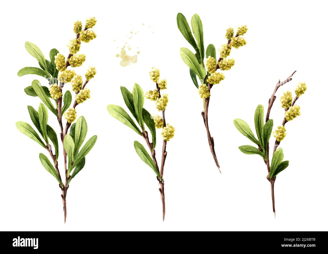 Bog myrtle set, medicinal  plant . Hand drawn watercolor illustration isolated on white background Stock Photo