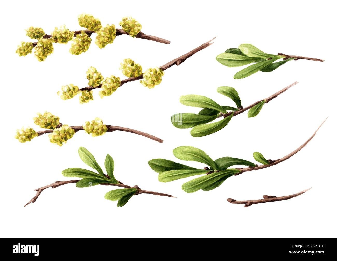 Bog myrtle set, medicinal  plant. Hand drawn watercolor illustration isolated on white background Stock Photo