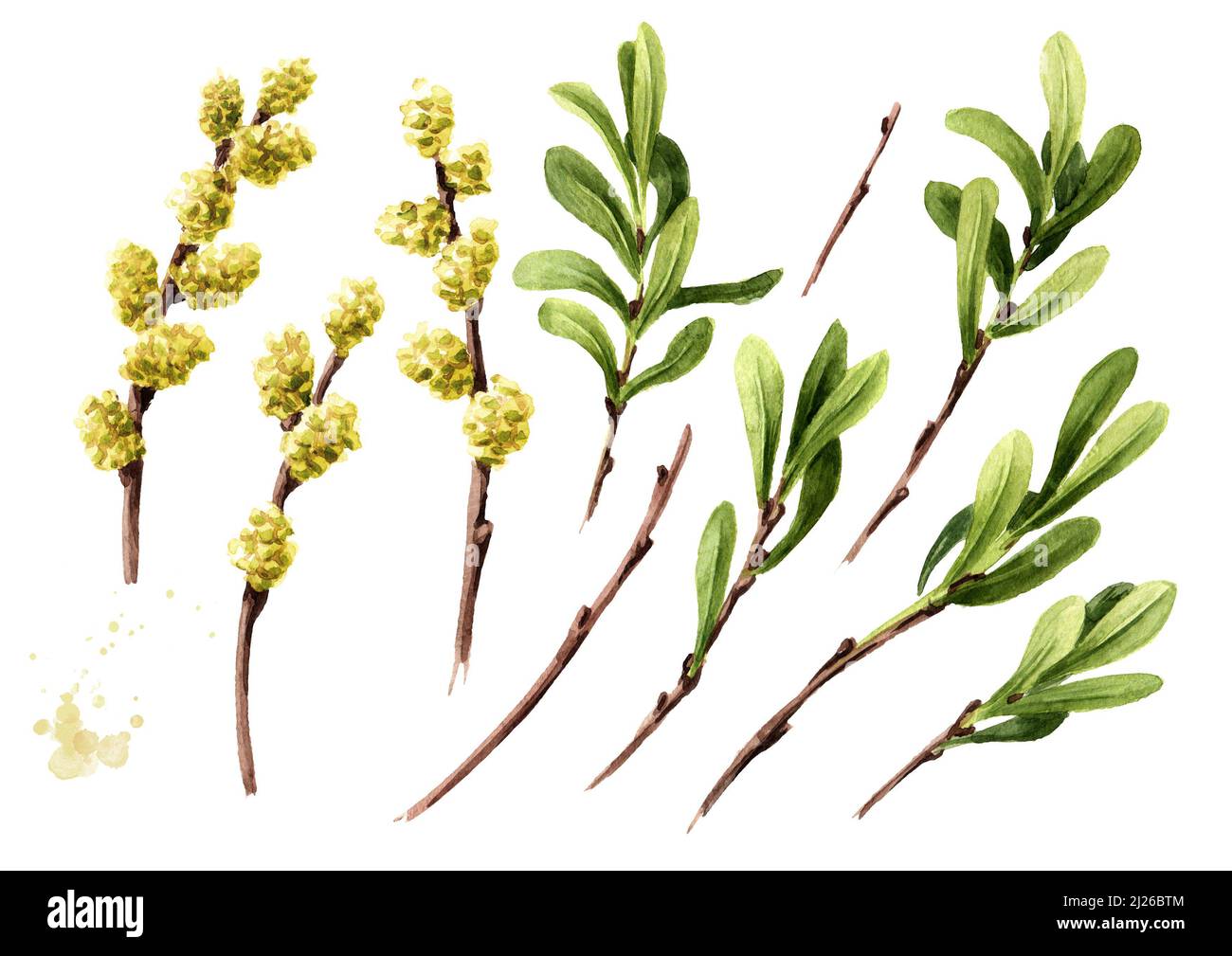 Bog myrtle set, medicinal  plant. Hand drawn watercolor illustration, isolated on white background Stock Photo