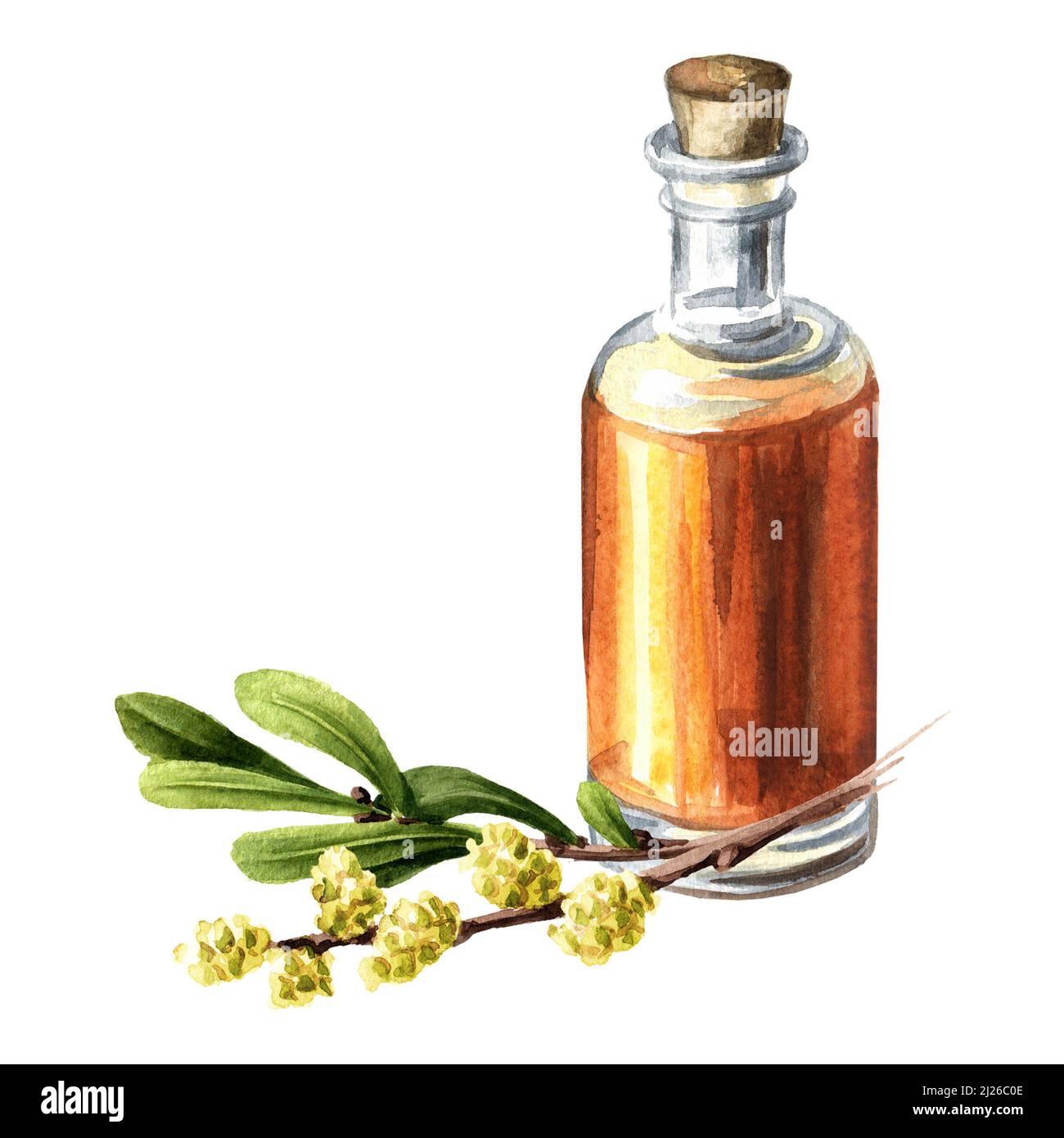 Bog myrtle tincture, medicinal plant. Hand drawn watercolor illustration isolated on white background Stock Photo