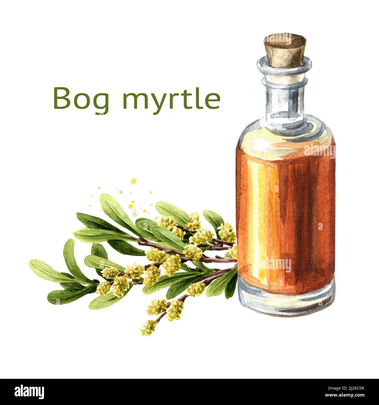 Bog myrtle tincture, medicinal plant. Hand drawn watercolor illustration, isolated on white background Stock Photo