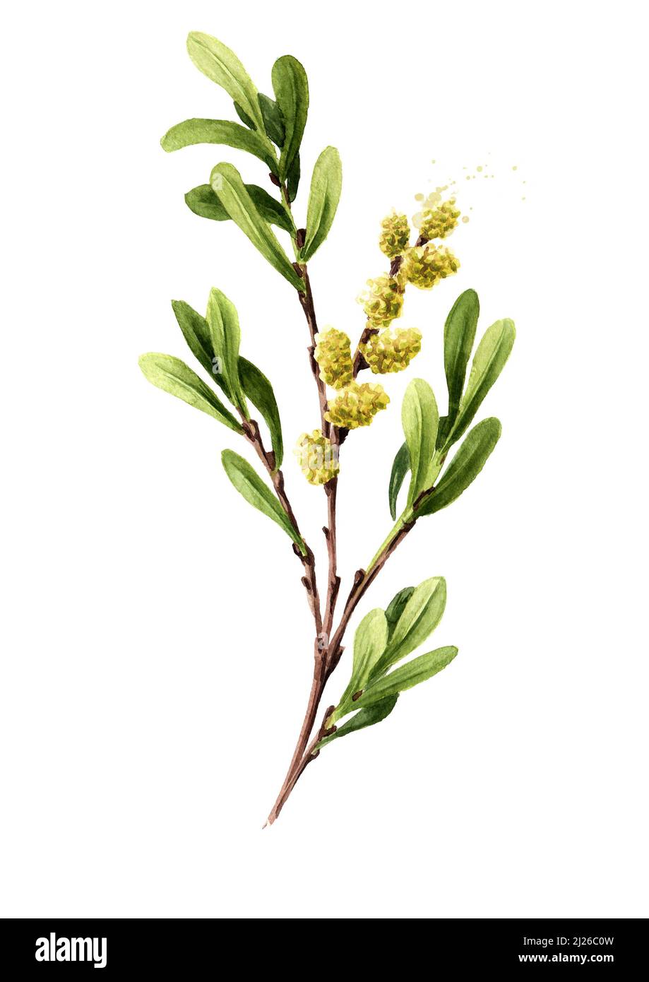 Bog myrtle, medicinal  plant. Hand drawn watercolor illustration isolated on white background Stock Photo