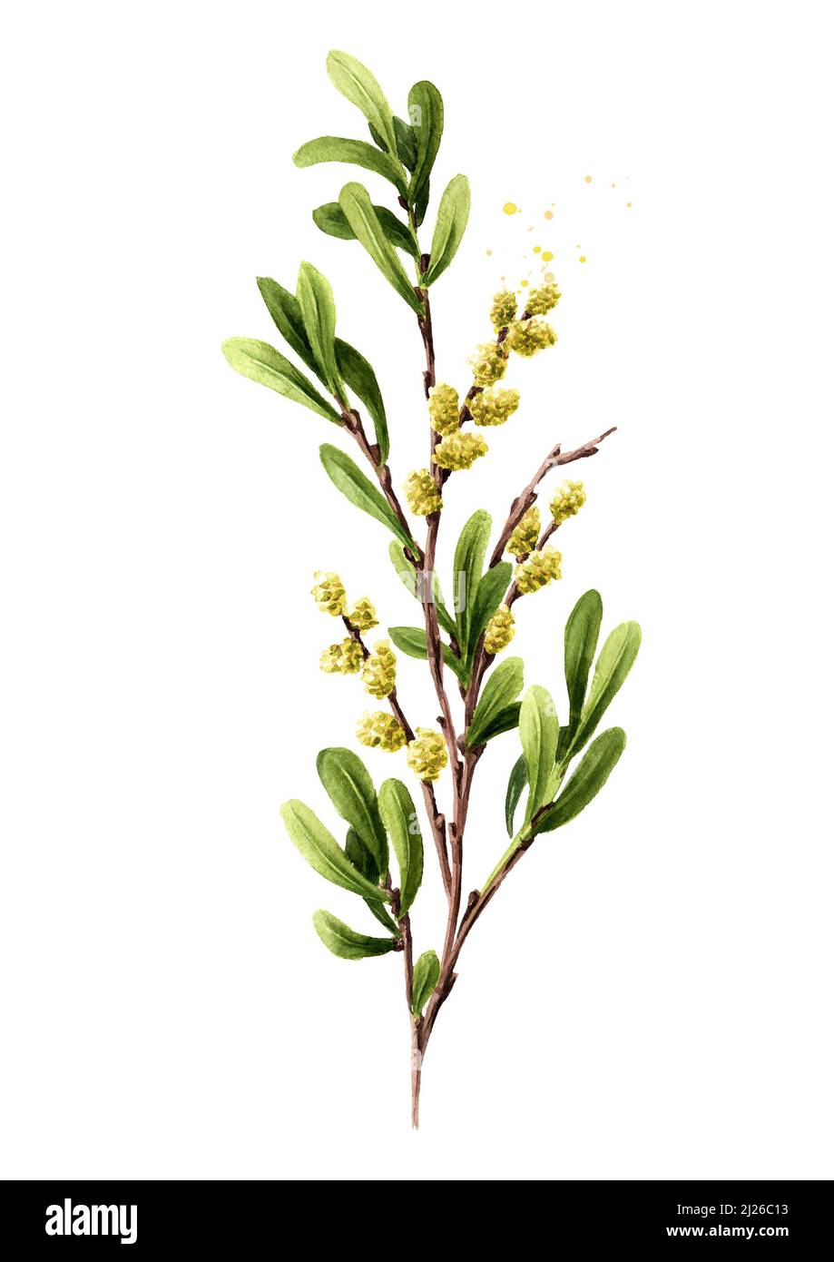 Bog myrtle, medicinal  plant. Hand drawn watercolor illustration, isolated on white background Stock Photo