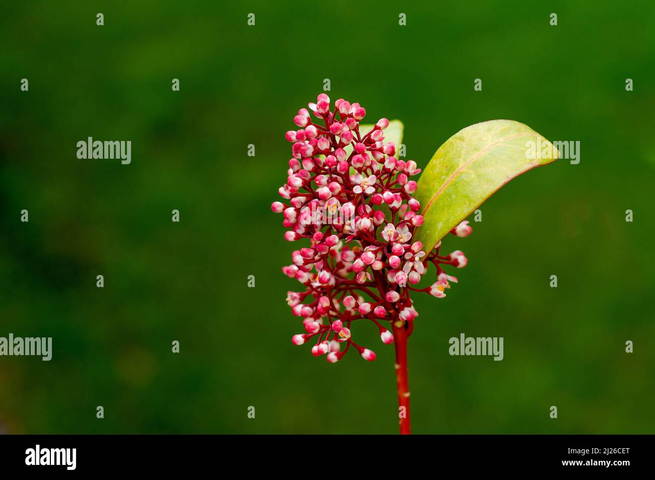 garden flower of pink color on a blurred green background close-up Stock Photo