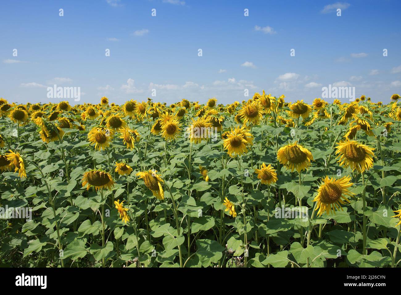 Sunflower field under blue sky hi-res stock photography and images - Alamy