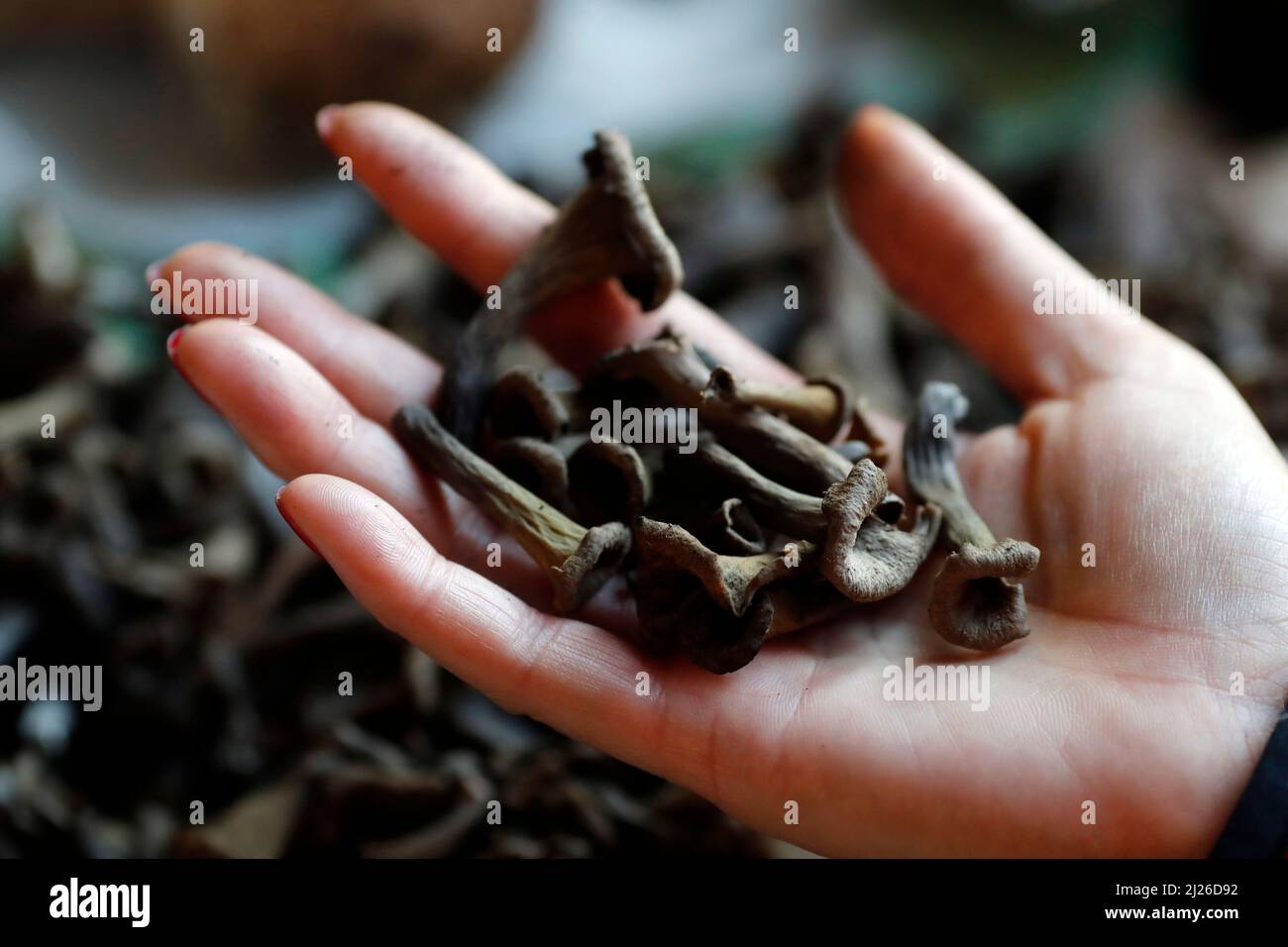 Mushroom picking in autumn. Trumpet of death (Craterellus