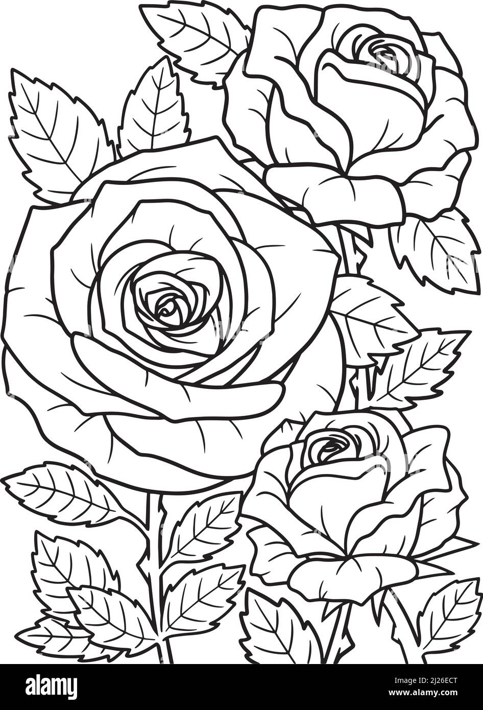 Rose Flower Coloring Page for Adults Stock Vector Image & Art   Alamy