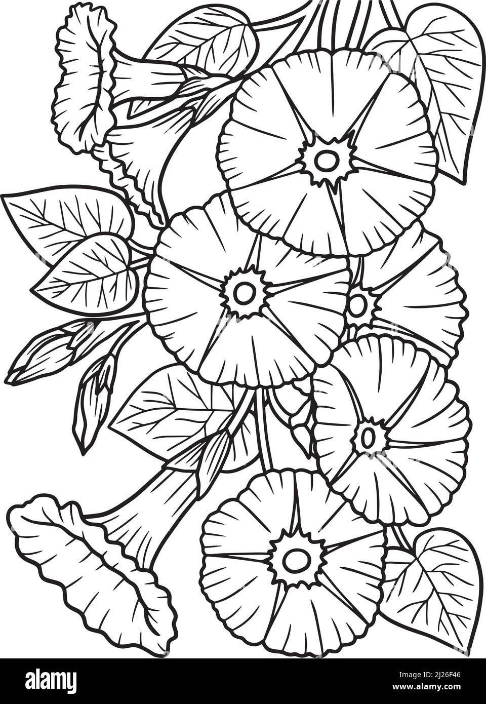 Morning Glory Flower Coloring Page for Adults Stock Vector