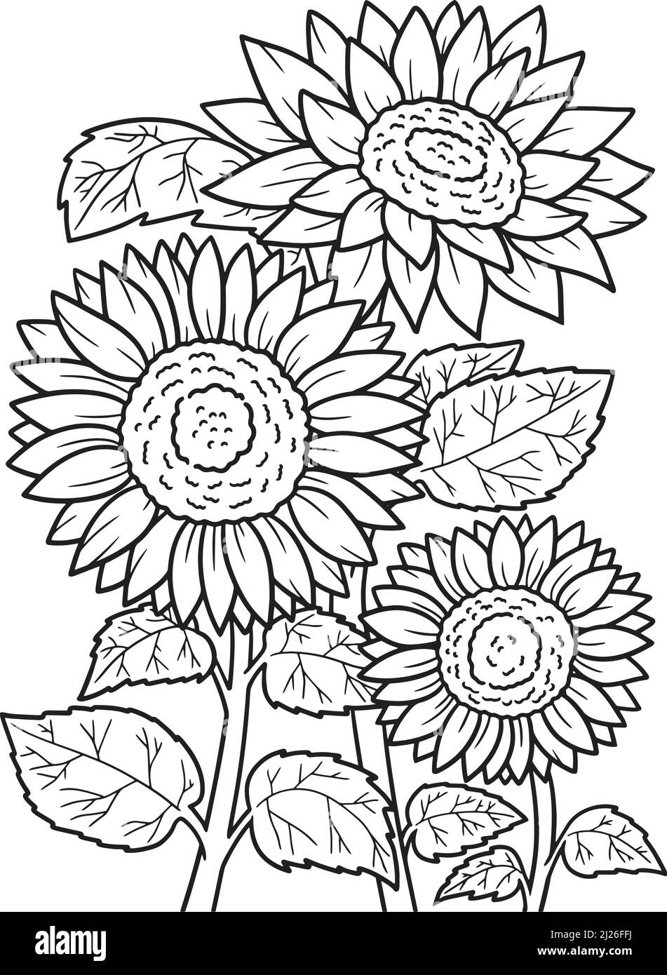Sunflower Coloring Page for Adults Stock Vector