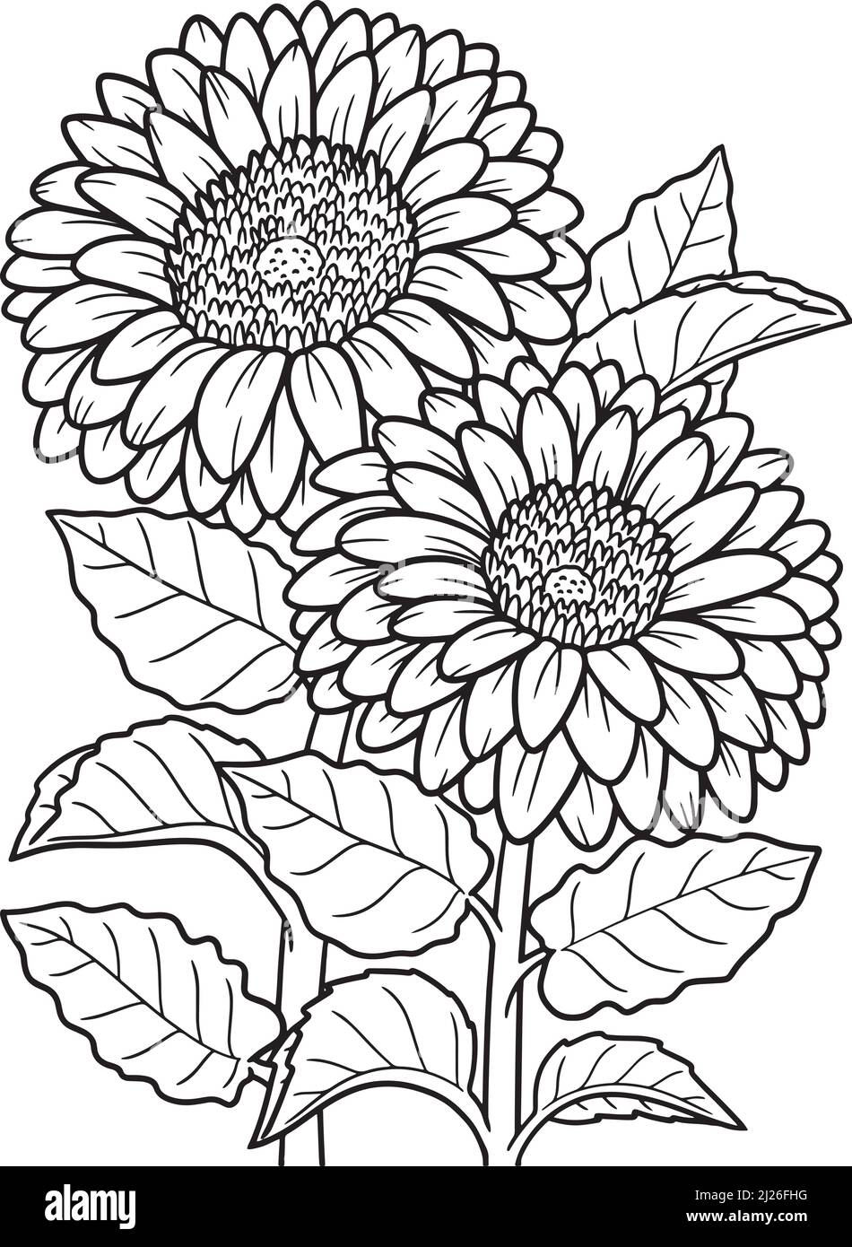Gerbera Flower Coloring Page for Adults Stock Vector