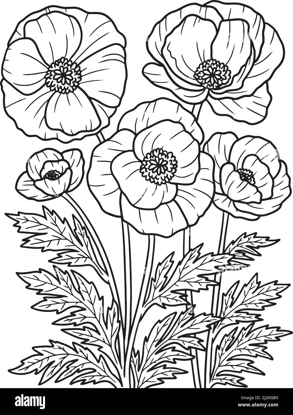 Corn Poppy Flower Coloring Page for Adults Stock Vector