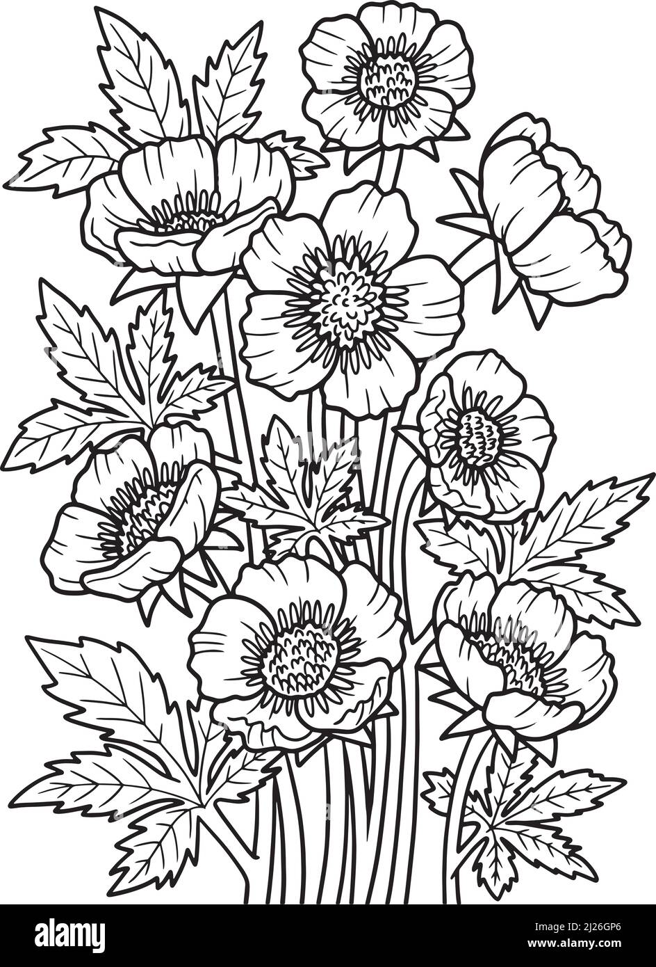 Bulbous Buttercup Flower Coloring Page for Adults Stock Vector
