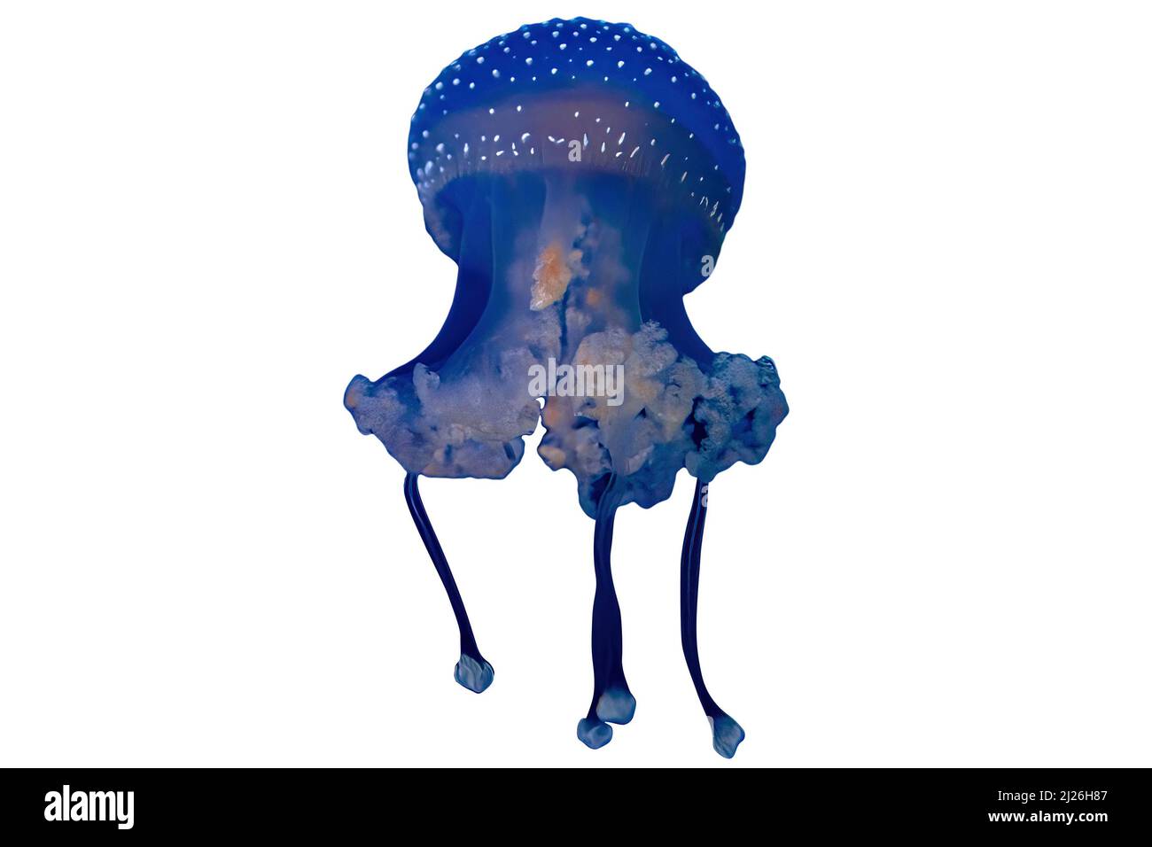 Australian spotted Jellyfish in fish tank floating in the water