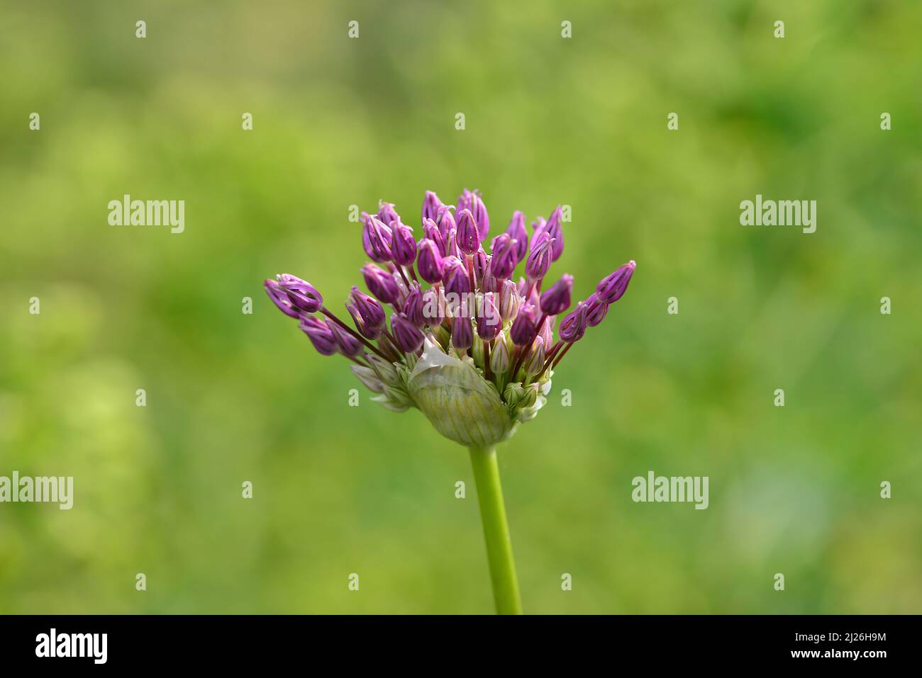 Wild Leek (Allium ampeloprasum) against blurred green bokeh background. Summer Garden in Austria, Europe Stock Photo