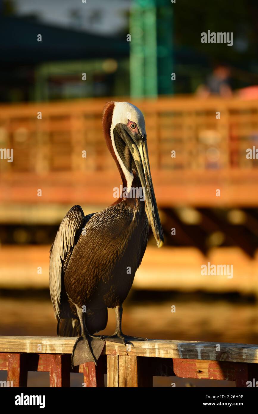 A Brown Pelican (Pelecanus occidentalis) stands on a log at La Guancha boardwalk. Ponce, Puerto Rico Stock Photo