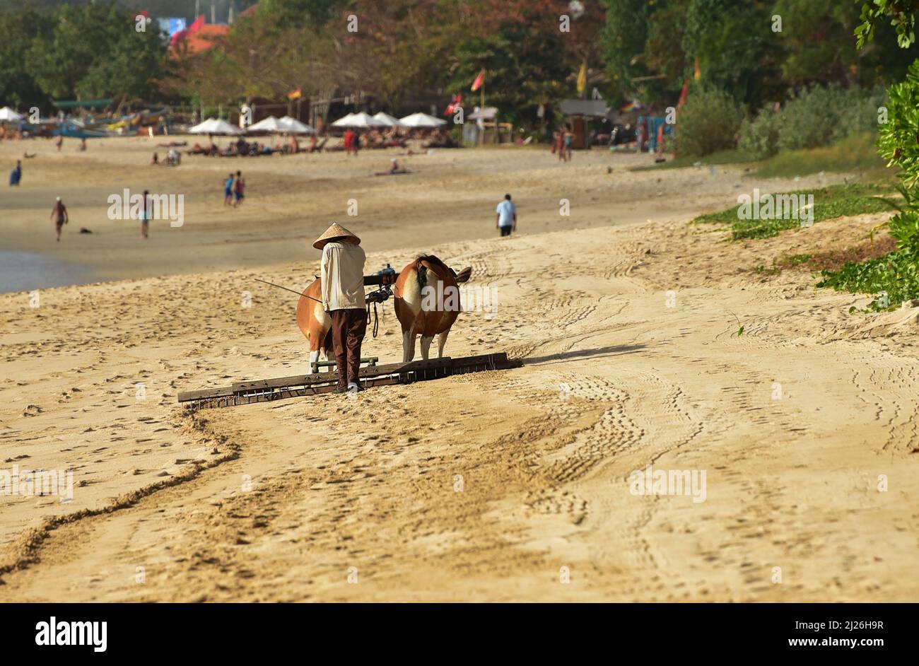 Indonesian man cleaning the beach in the morning with an oxcart. Jimbaran Beach, Bali, Indonesia Stock Photo