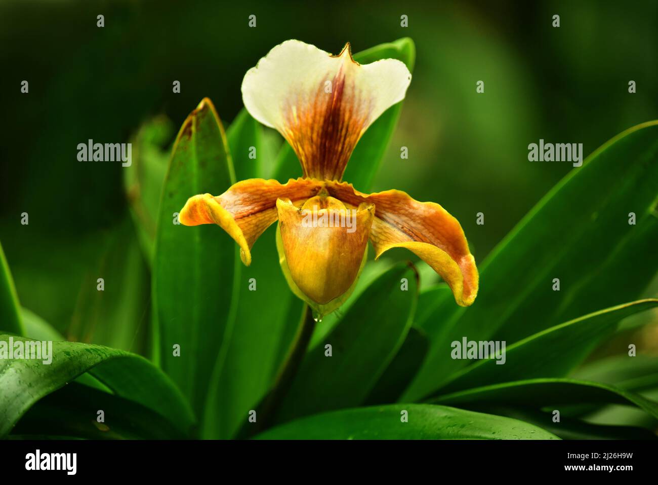 Yellow Slipper Orchid (Paphiopedilum hybrid) flowering in a garden. Stock Photo