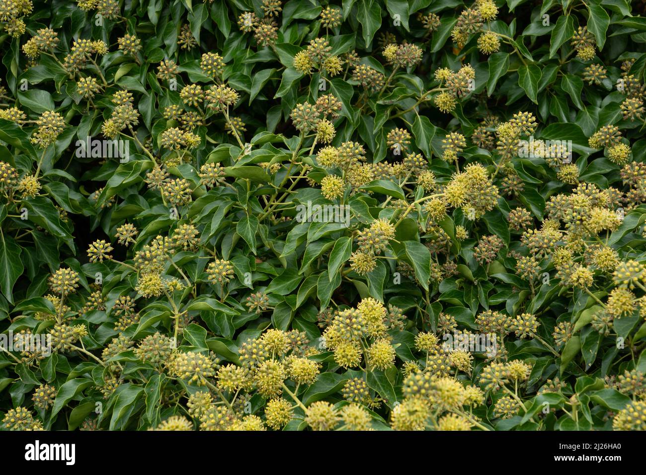 big Hedera helix plants flowering in bavaria in early october Stock Photo